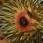 Rock pool wonderland Rock pool wonderland